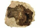 Long, Polished Petrified Wood Limb - McDermitt, Oregon #198981-1